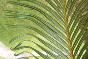 <strong>Cycadaceae - Cycas circinalis L.</strong><br />© Robert Taylor - SAEON