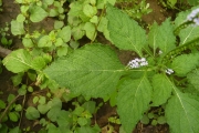 <strong>Boraginaceae - Heliotropium indicum L.</strong><br />© Thomas Le Bourgeois - Cirad