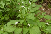 <strong>Boraginaceae - Heliotropium indicum L.</strong><br />© Thomas Le Bourgeois - Cirad
