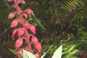 <strong>Ericaceae - Agauria buxifolia - (Lam.) Cordem.</strong><br />© Sarrailh Jean-Michel / CIRAD
