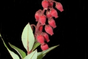 <strong>Ericaceae - Agauria buxifolia - (Lam.) Cordem.</strong><br />© Sarrailh Jean-Michel / CIRAD