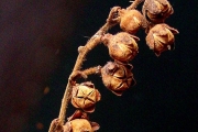 <strong>Ericaceae - Agauria buxifolia - (Lam.) Cordem.</strong><br />© Sarrailh Jean-Michel / CIRAD