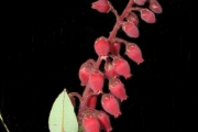 <strong>Ericaceae - Agauria buxifolia - (Lam.) Cordem.</strong><br />© Sarrailh Jean-Michel / CIRAD