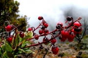 <strong>Ericaceae - Agauria buxifolia - (Lam.) Cordem.</strong><br />© Baret Stéphane