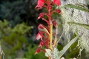 <strong>Ericaceae - Agauria buxifolia - (Lam.) Cordem.</strong><br />© Sarrailh Jean-Michel / CIRAD