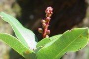 <strong>Ericaceae - Agauria buxifolia - (Lam.) Cordem.</strong><br />© Sarrailh Jean-Michel / CIRAD