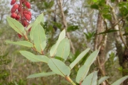<strong>Ericaceae - Agauria buxifolia - (Lam.) Cordem.</strong><br />© Sarrailh Jean-Michel / CIRAD