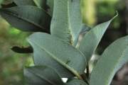 <strong>Ericaceae - Agauria buxifolia - (Lam.) Cordem.</strong><br />© Sarrailh Jean-Michel / CIRAD