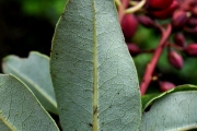 <strong>Ericaceae - Agauria buxifolia - (Lam.) Cordem.</strong><br />© Sarrailh Jean-Michel / CIRAD