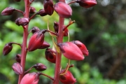 <strong>Ericaceae - Agauria buxifolia - (Lam.) Cordem.</strong><br />© Sarrailh Jean-Michel / CIRAD