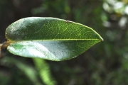 <strong>Ericaceae - Agauria buxifolia - (Lam.) Cordem.</strong><br />© Sarrailh Jean-Michel / CIRAD