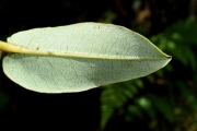 <strong>Ericaceae - Agauria buxifolia - (Lam.) Cordem.</strong><br />© Sarrailh Jean-Michel / CIRAD