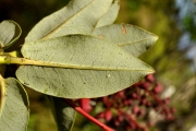 <strong>Ericaceae - Agauria buxifolia - (Lam.) Cordem.</strong><br />© Sarrailh Jean-Michel / CIRAD