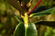 <strong>Ericaceae - Agauria buxifolia - (Lam.) Cordem.</strong><br />© Sarrailh Jean-Michel / CIRAD