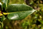 <strong>Ericaceae - Agauria buxifolia - (Lam.) Cordem.</strong><br />© Sarrailh Jean-Michel / CIRAD