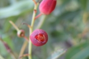 <strong>Ericaceae - Agauria salicifolia - (Lam.) Hook.f. ex Oliv.</strong><br />© Sarrailh Jean-Michel / CIRAD