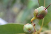 <strong>Ericaceae - Agauria salicifolia - (Lam.) Hook.f. ex Oliv.</strong><br />© Sarrailh Jean-Michel / CIRAD