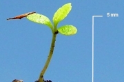 <strong>Ericaceae - Agauria salicifolia - (Lam.) Hook.f. ex Oliv.</strong><br />© Sarrailh Jean-Michel / CIRAD