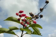 <strong>Ericaceae - Agauria salicifolia - (Lam.) Hook.f. ex Oliv.</strong><br />© Sarrailh Jean-Michel / CIRAD