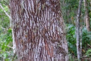 <strong>Ericaceae - Agauria salicifolia - (Lam.) Hook.f. ex Oliv.</strong><br />© Sarrailh Jean-Michel / CIRAD