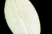 <strong>Ericaceae - Agauria salicifolia - (Lam.) Hook.f. ex Oliv.</strong><br />© Sarrailh Jean-Michel / CIRAD