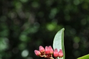 <strong>Ericaceae - Agauria salicifolia - (Lam.) Hook.f. ex Oliv.</strong><br />© Sarrailh Jean-Michel / CIRAD