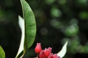 <strong>Ericaceae - Agauria salicifolia - (Lam.) Hook.f. ex Oliv.</strong><br />© Sarrailh Jean-Michel / CIRAD