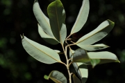 <strong>Ericaceae - Agauria salicifolia - (Lam.) Hook.f. ex Oliv.</strong><br />© Sarrailh Jean-Michel / CIRAD