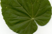 <strong>Malvaceae - Abutilon exstipulare - (Cav.) G.Don</strong><br />© Sarrailh Jean-Michel / CIRAD