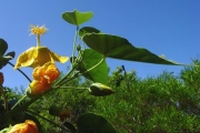 <strong>Malvaceae - Abutilon exstipulare - (Cav.) G.Don</strong><br />© Sarrailh Jean-Michel / CIRAD