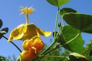 <strong>Malvaceae - Abutilon exstipulare - (Cav.) G.Don</strong><br />© Sarrailh Jean-Michel / CIRAD