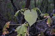 <strong>Malvaceae - Abutilon exstipulare - (Cav.) G.Don</strong><br />© Sarrailh Jean-Michel / CIRAD