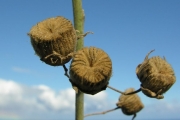 <strong>Malvaceae - Abutilon exstipulare - (Cav.) G.Don</strong><br />© Sarrailh Jean-Michel / CIRAD