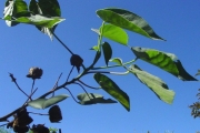 <strong>Malvaceae - Abutilon exstipulare - (Cav.) G.Don</strong><br />© Sarrailh Jean-Michel / CIRAD