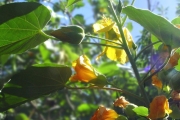 <strong>Malvaceae - Abutilon exstipulare - (Cav.) G.Don</strong><br />© Sarrailh Jean-Michel / CIRAD