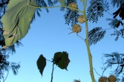 <strong>Malvaceae - Abutilon exstipulare - (Cav.) G.Don</strong><br />© Sarrailh Jean-Michel / CIRAD