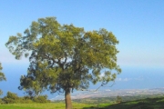 <strong>Fabaceae - Acacia heterophylla - Willd.</strong><br />© Sarrailh Jean-Michel / CIRAD