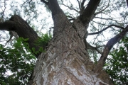 <strong>Fabaceae - Acacia heterophylla - Willd.</strong><br />© Sarrailh Jean-Michel / CIRAD