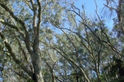 <strong>Fabaceae - Acacia heterophylla - Willd.</strong><br />© Sarrailh Jean-Michel / CIRAD
