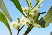 <strong>Fabaceae - Acacia heterophylla - Willd.</strong><br />© Sarrailh Jean-Michel / CIRAD