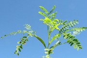 <strong>Fabaceae - Acacia heterophylla - Willd.</strong><br />© Sarrailh Jean-Michel / CIRAD