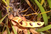 <strong>Fabaceae - Acacia heterophylla - Willd.</strong><br />© Sarrailh Jean-Michel / CIRAD