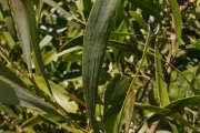 <strong>Fabaceae - Acacia heterophylla - Willd.</strong><br />© Sarrailh Jean-Michel / CIRAD