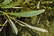 <strong>Fabaceae - Acacia heterophylla - Willd.</strong><br />© Sarrailh Jean-Michel / CIRAD