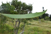 <strong>Fabaceae - Acacia heterophylla - Willd.</strong><br />© Sarrailh Jean-Michel / CIRAD