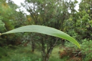 <strong>Fabaceae - Acacia heterophylla - Willd.</strong><br />© Sarrailh Jean-Michel / CIRAD