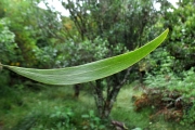 <strong>Fabaceae - Acacia heterophylla - Willd.</strong><br />© Sarrailh Jean-Michel / CIRAD