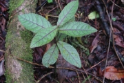 <strong>Euphorbiaceae - Acalypha integrifolia - Willd.</strong><br />© Sarrailh Jean-Michel / CIRAD