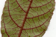<strong>Euphorbiaceae - Acalypha integrifolia - Willd.</strong><br />© Sarrailh Jean-Michel / CIRAD