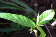 <strong>Euphorbiaceae - Acalypha integrifolia - Willd.</strong><br />© Sarrailh Jean-Michel / CIRAD